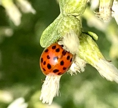 Harmonia axyridis