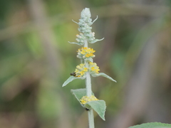 Buddleja stachyoides