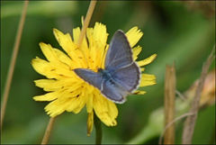 Zizina otis labradus