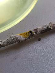 Candelariella reflexa