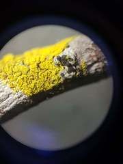 Candelariella reflexa