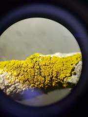 Candelariella reflexa