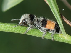 Enoclerus vetus