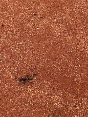 Camponotus aurocinctus