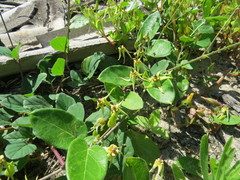 Oxypetalum banksii