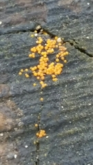 Hydropisphaera peziza