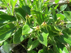 Oxypetalum banksii