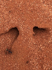 Camponotus aurocinctus