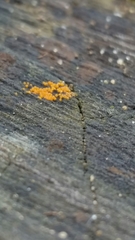 Hydropisphaera peziza