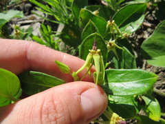 Oxypetalum banksii