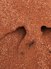 Camponotus aurocinctus