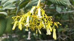 Palicourea lineariflora
