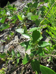 Oxypetalum banksii