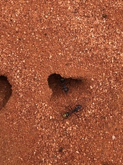 Camponotus aurocinctus