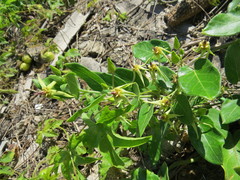 Oxypetalum banksii