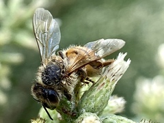 Apis mellifera