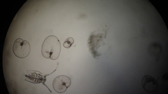 Penilia