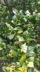 Palicourea boqueronensis