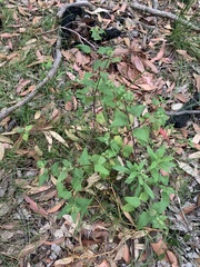 Sigesbeckia orientalis