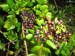 Notanthera heterophyllus