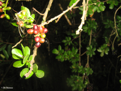 Notanthera heterophyllus
