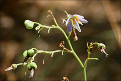 Dianella amoena