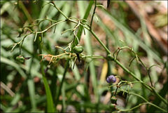 Dianella amoena