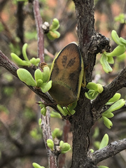 Coleotichus costatus