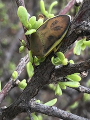 Coleotichus costatus
