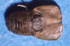 Ptyosphaera alata