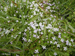 Oldenlandia salzmannii
