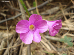 Oxalis arenaria