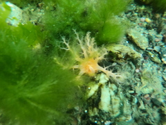 Trachythyone lechleri