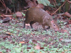 Dasyprocta variegata