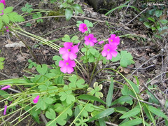 Oxalis arenaria