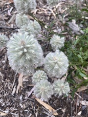 Ptilotus angustifolius