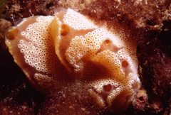 Aplidium opacum