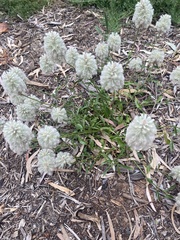 Ptilotus angustifolius