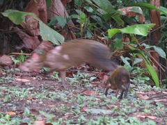 Dasyprocta variegata