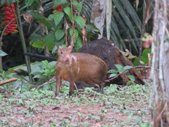 Dasyprocta variegata
