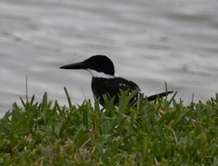Chloroceryle americana