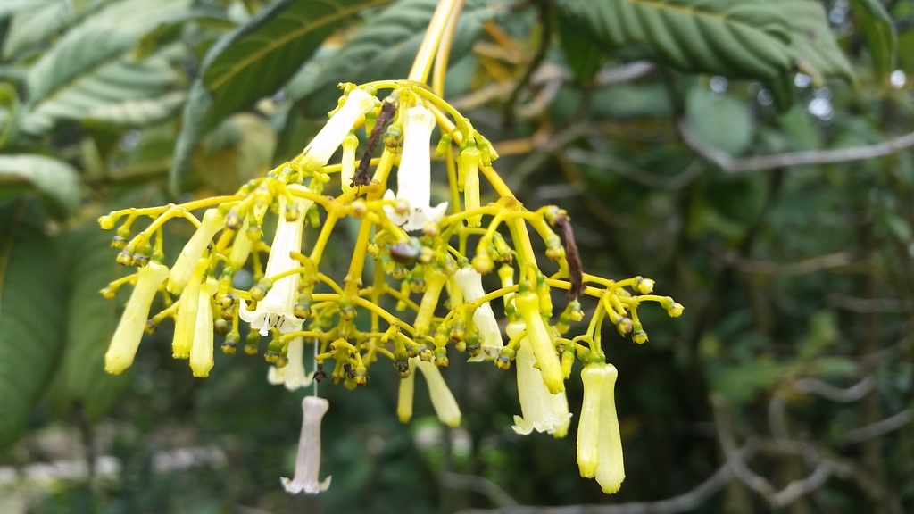 Palicourea paniculata