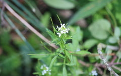 Cardamine bonariensis
