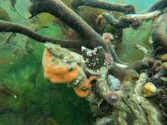 Pseudechinus magellanicus