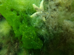 Anasterias antarctica