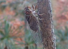 Macrotristria douglasi