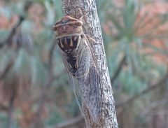 Macrotristria douglasi