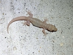 Hemidactylus frenatus