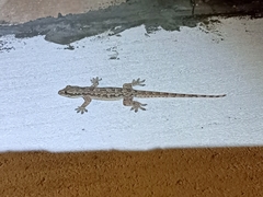 Hemidactylus platyurus