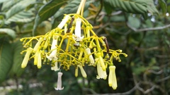Palicourea lineariflora
